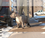 Small #4 American Bully