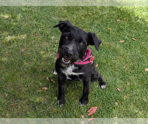 Miniature Schnauzer-Unknown Mix Dogs for adoption in San Clemente, CA, USA