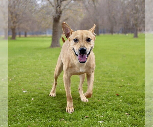 Medium Photo #4 Mutt Puppy For Sale in Springdale, PA, USA