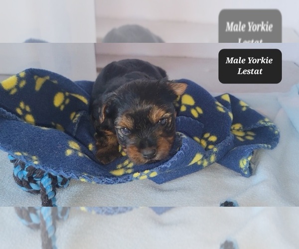 Medium Photo #2 Yorkshire Terrier Puppy For Sale in TUCSON, AZ, USA