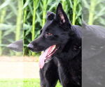 Small #2 German Shepherd Dog