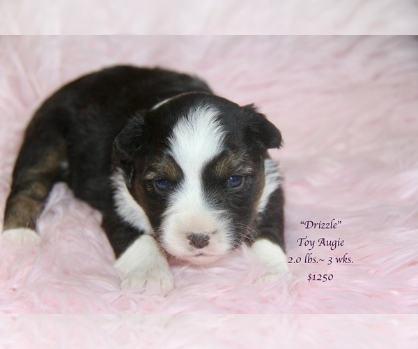 Medium Photo #13 Aussie-Corgi Puppy For Sale in LIND, WA, USA