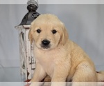 Puppy Tessa English Cream Golden Retriever