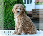 Small #3 Goldendoodle (Miniature)