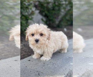 Coton de Tulear-Poodle (Toy) Mix Puppy for sale in CANOGA, NY, USA