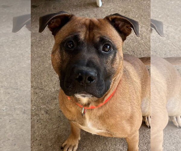 Medium Photo #1 Boxer-Unknown Mix Puppy For Sale in Mooresville, NC, USA