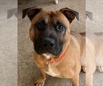 Small Boxer Mix