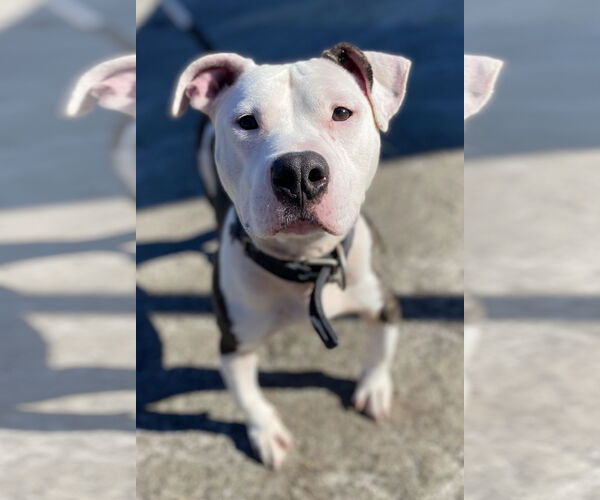 Medium Photo #7 Mutt Puppy For Sale in Virginia Beach, VA, USA