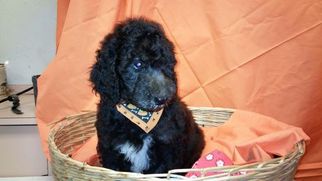 Poodle (Standard) Puppy for sale in HAMILTON, OH, USA