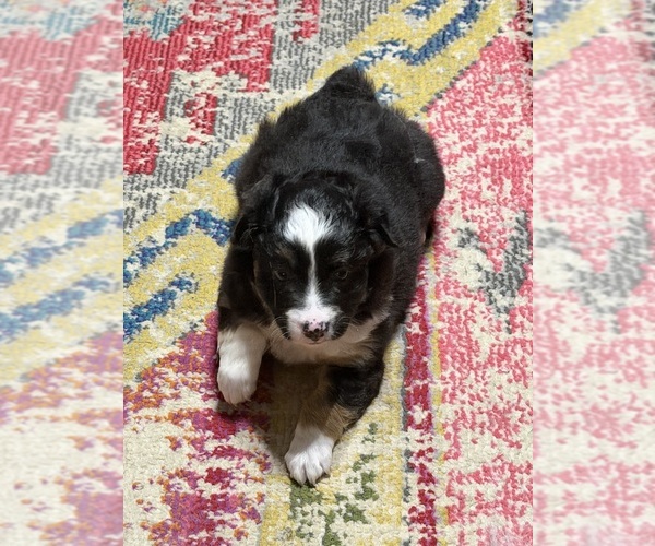 Medium Photo #2 North American Shepherd Puppy For Sale in FLAT ROCK, AL, USA