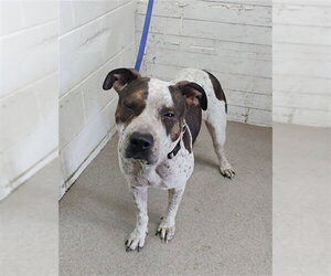 Mutt Dogs for adoption in San Bernardino, CA, USA
