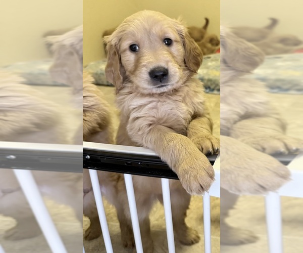 Medium Photo #2 Golden Retriever Puppy For Sale in PORTALES, NM, USA