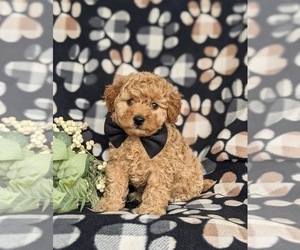 Goldendoodle (Miniature) Puppy for sale in NOTTINGHAM, PA, USA