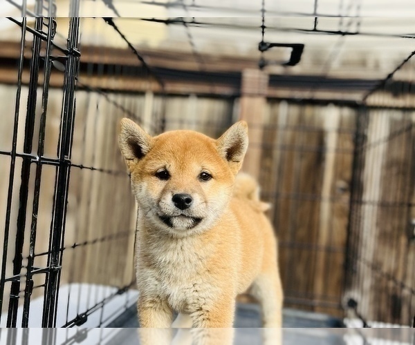 Medium Photo #58 Shiba Inu Puppy For Sale in FREMONT, CA, USA
