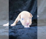 Small Photo #18 American Bully Puppy For Sale in PALMDALE, CA, USA