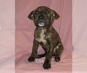 Australian Cattle Dog-Chinese Shar-Pei Mix Puppy for sale in BLOSSVALE, NY, USA