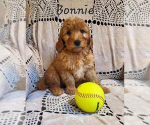 Goldendoodle (Miniature) Puppy for sale in WATERLOO, NY, USA