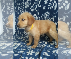 Goldendoodle Puppy for sale in TERRE HAUTE, IN, USA