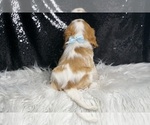 Small #5 Cavalier King Charles Spaniel