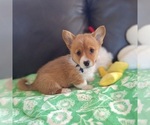Small #3 Pembroke Welsh Corgi