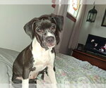 Small #3 Mutt
