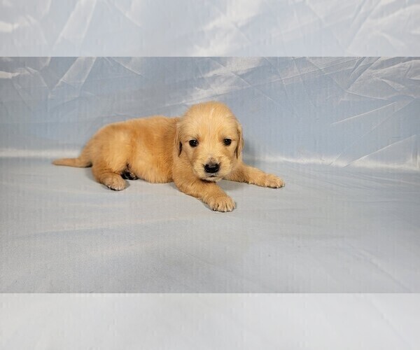 Medium Photo #3 Golden Retriever Puppy For Sale in FALCON, CO, USA