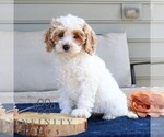 Small #4 Cavapoo