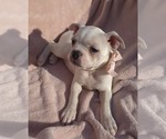 Small Photo #16 Boston Terrier Puppy For Sale in ALBANY, OH, USA