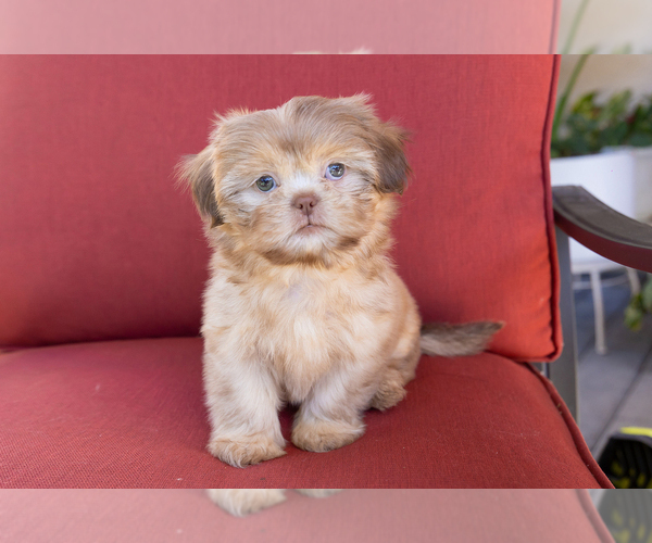 Medium Photo #1 Shih Tzu Puppy For Sale in OAKLEY, CA, USA