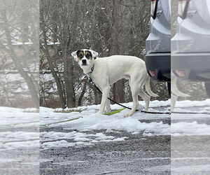 Benji - Male Mutt Dog for Adoption - Photo #6