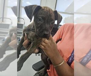 American Pit Bull Terrier-Unknown Mix Dogs for adoption in Temple, TX, USA