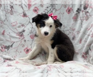 Medium Australian Shepherd