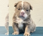 Small Photo #4 English Bulldog Puppy For Sale in MOUNT VERNON, AL, USA