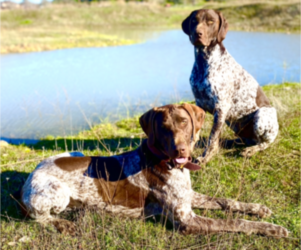 Medium Photo #1 German Shorthaired Pointer Puppy For Sale in VALLEY SPGS, CA, USA