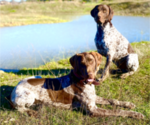 Small Photo #1 German Shorthaired Pointer Puppy For Sale in VALLEY SPGS, CA, USA
