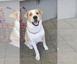 Small Photo #2 Great Pyrenees-Huskies  Mix Puppy For Sale in San Antonio, TX, USA