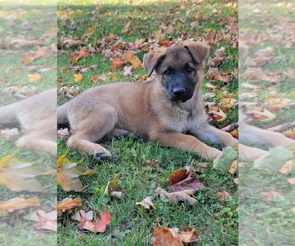 Medium Photo #6 German Shepherd Dog Puppy For Sale in LITCHFIELD, MI, USA