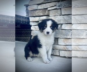Australian Shepherd Puppy for sale in LODA, IL, USA