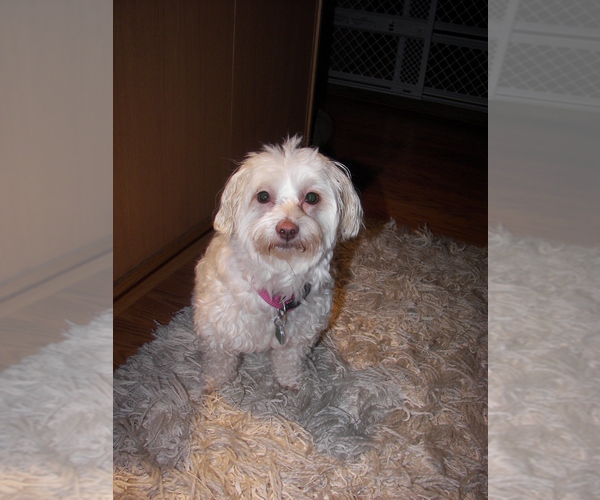 Medium Photo #1 Coton de Tulear Puppy For Sale in SNOHOMISH, WA, USA