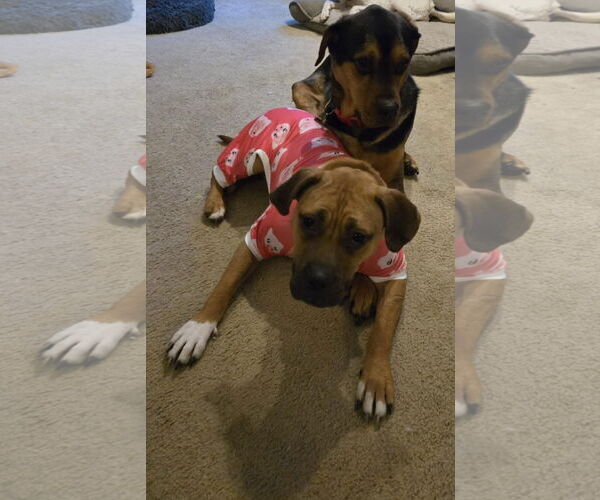 Medium Photo #22 Boxer-Unknown Mix Puppy For Sale in Germantown, OH, USA