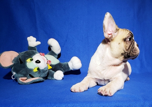 Medium Photo #14 French Bulldog Puppy For Sale in ADRIAN, MI, USA