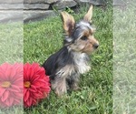 Small #5 Yorkshire Terrier