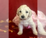 Small Photo #17 Goldendoodle Puppy For Sale in N HIGHLANDS, CA, USA