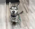 Small Siberian Husky Mix