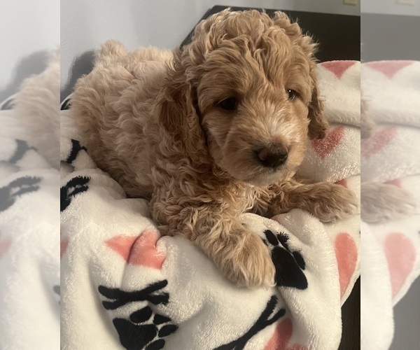 Medium Photo #13 Goldendoodle (Miniature) Puppy For Sale in LOVES PARK, IL, USA