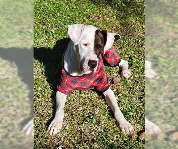 Medium Photo #1 American Bulldog-Treeing Walker Coonhound Mix Puppy For Sale in Orlando, FL, USA
