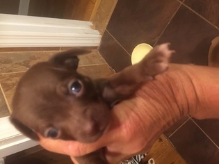 Chihuahua Puppy for sale in ENGLISHTOWN, NJ, USA