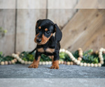 Small #2 Dachshund