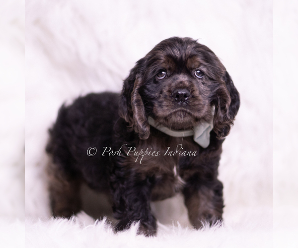Medium Photo #4 Cocker Spaniel Puppy For Sale in WARSAW, IN, USA