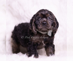 Small #3 Cocker Spaniel